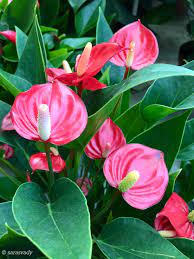 Pin By Jela Mango On Gardening Anthurium Flower Anthurium Flowers