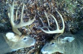 Top 5 Methods To Age A Buck Whitetail Habitat Solutions