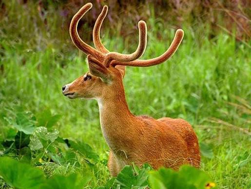 The 'dancing deer of Manipur,' Northeast India. This is a rare deer found only in Manipur. The brow-antlered Deer or Eld's deer is lovingly called Sangai in Manipuri language. It is an