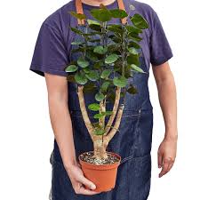 Image result for Polyscias