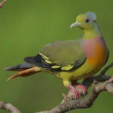 Photo Gallery Of The World S Most Beautiful Pigeons And Doves Guvercin Kus Hayvanlar Ve Guzel Yaratiklar