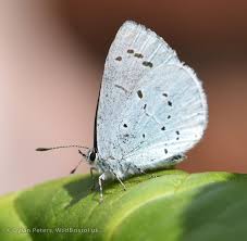 Image result for Celastrina argiolus