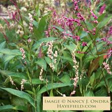 Image result for Indigofera mimosoides