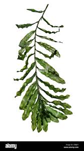 Image result for Potamogeton crispus