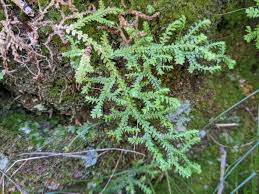 Image result for Selaginella chevalieri
