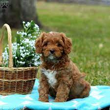 Experienced professional & reputable breeder. Cavapoo Puppies For Sale Greenfield Puppies
