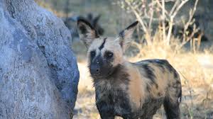 Due to his marine background, he is versatile with all types of weaponry. Natucate Blog African Wild Dogs Monitoring Natucate