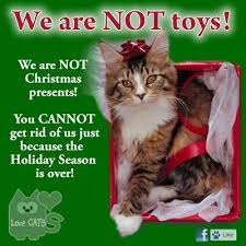 Please Don T Give Animals As Presents Cats Christmas Cats Cat Love