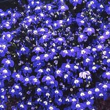 Image result for Lobelia trullifolia