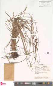 Image result for Rhynchospora rugosa