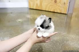 Pomeranian puppies and dogs in illinois cities. Outstanding Teacup Pomeranian Puppies For Adoption 401 684 4819 For Sale In Downers Grove Illinois Classified Americanlisted Com