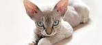 Sphynx/Rex – Specialty Purebred Cat Rescue