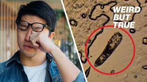 New wave of goo getters