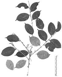 Image result for Anisophyllea