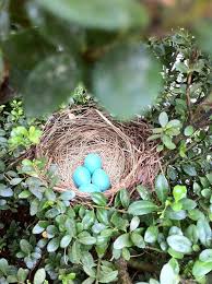 Birds With Their Nests Pictures Pin By Faff Handmade Official On Spring Bird Eggs Birds And Their Nests Hope Is The Thing With Feathers