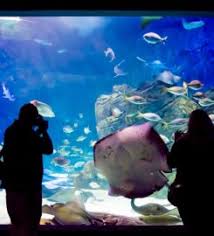 5 Best Things To Do At Ripley'S Aquarium In Gatlinburg | Holidayinnclub.Com