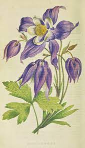 Botanical Illustration Wallace Gardens Botanical Drawings Botanical Illustration Flower Drawing