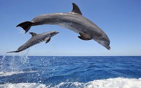 Bottlenose Dolphin