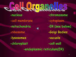 We did not find results for: Ppt Cell Organelles Powerpoint Presentation Free Download Id 2221779