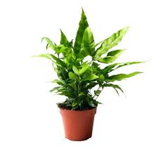 Image result for Pteris cretica