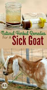 Natural Remedies For A Sick Goat Goat Care Goat Farming Goat Health