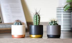 A picture or description looks wrong. Mini Cactus Collection Groupon