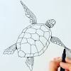 If you want to draw a turtle, it is worth considering the shape of its shell. 1