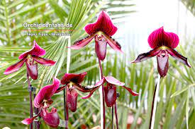 Topflappen als geschenk verpacken in folie. Orchideen Einkaufen Bei Kalte Ja Oder Nein Orchideenfans De