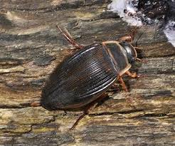 Check spelling or type a new query. Great Diving Beetle New Forest National Park Authority