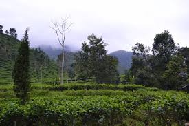 Kebun teh medini terletak di ketinggian 1500dpl yang merupakan wilayah kabupaten kendal. Kebun Teh Medini Cantiknya Saingi Kebun Teh Puncak
