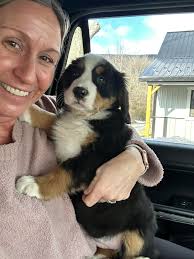 How much should a 10 week old Bernese Mountain Dog puppy eat?