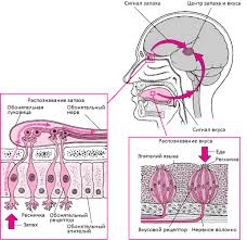 Obzor Narushenij Vkusa I Obonyaniya Overview Of Smell And Taste Abnormalities Zabolevaniya Uha Gorla I Nosa Spravochnik Msd Professionalnaya Versiya