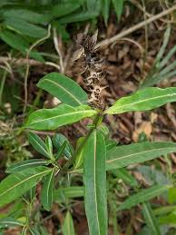 Image result for Barleria spinulosa