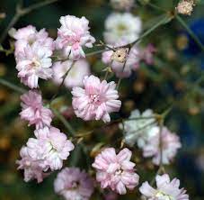 Free shipping on orders over $25 shipped by amazon. Gypsophila Wikipedia