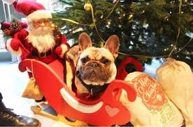 Only 1 available and it's in 2 people's carts. Pug Dachshund And Frenchie Christmas Cafe In Southampton Daily Echo
