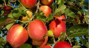 Hours 9am to 5pm 7 days. Fruit Tree Growing Guide Tui How To Plant Nourish Prune