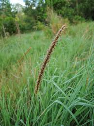 Image result for Setaria sphacelata