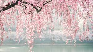 52 top cherry blossom tree backgrounds , carefully selected images for you that start with c letter. Desktop Wallpaper Japan Cherry Blossom Tree Flowers Hd Image Picture Background D59fb0