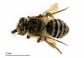 Image result for Melinis ambigua