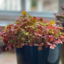 Image result for Oxalis purpurascens