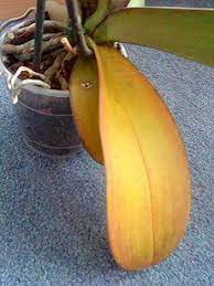 Phalaenopsis Moth Orchid Orchid Leaves Turning Yellow Repotting Orchids Growing Orchids