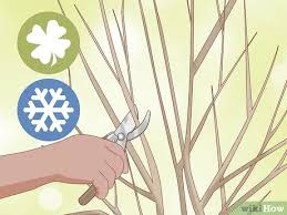 Check spelling or type a new query. Simple Ways To Prune Limelight Hydrangeas 9 Steps With Pictures