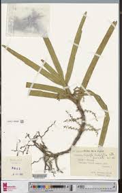 Image result for Tridactyle tridactylites