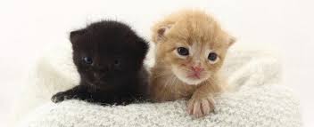 During this time, in addition to nursing, the kitten will move around frequently, kicking, jerking and whimpering at times. Caring For Newborn Kittens
