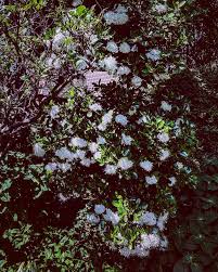 Image result for Pavetta fascifolia