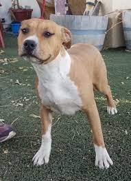 American Staffordshire Terrier Puppy For Sale In Anza Ca Adn 53101 On American Staffordshire Terrier Puppies American Staffordshire Terrier Puppies For Sale