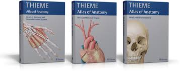 Find great deals on ebay for atlas of anatomy thieme. Thieme Medical Publishers Thieme S Atlas Of Anatomy Collection