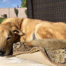 Pet euthanasia is a planned death, usually by painless injection. Happy Endings In Home Pet Euthanasia 40 Photos 118 Reviews Veterinarians 4727 E Bell Rd Phoenix Az Phone Number