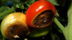 If tomatoes are not pruned early enough in their growth, they will grow tall with lots of leaves and flowers at the top, but no growth on the lower stems. Prevent Blossom End Rot Tomato Diseases And Problems Gardeners Com