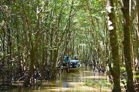 It doesn't matter if it is a classified permanent forest reserve on paper, or not. Gazette Mangroves As Forest Reserve The Star
